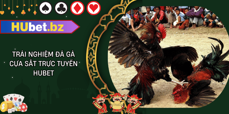 Trải nghiệm đá gà cựa sắt trực tuyến hubet